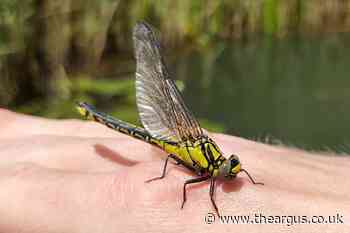 Club-tail dragonfly rescued from WWT Arundel Wetland Centre