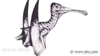 Fossil scan reveals flying reptile's vast wingspan