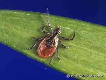 Anaplasmosis: the lesser-known tick-borne disease on the rise in Ottawa and Eastern Ontario