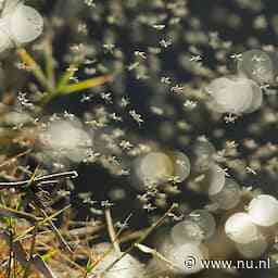 Mogelijk 'perfecte muggenzomer' op komst door hoge temperaturen en veel regen