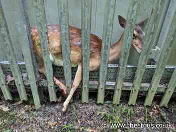 East Sussex deer stuck in fence at industrial estate
