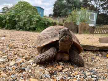 Tribute to much-loved tortoise who survived WW2 bombing