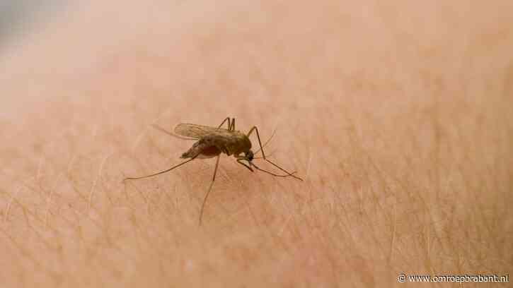 Hier word je niet blij van: 'Het gaat miezeren van de muggen'