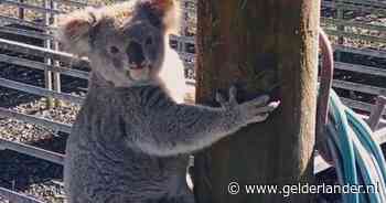 VIDEO | Koala Claude eet eucalyptusplantjes op bij kwekerij en legt daarmee groot probleem bloot