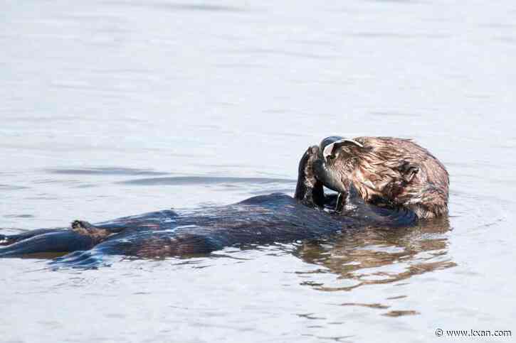 Sea otters turn to rocks and trash in fight for survival