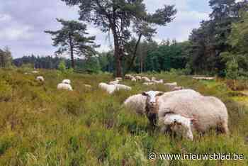 Agentschap Natuur en Bos start met schapenbegrazing op vliegveld Malle