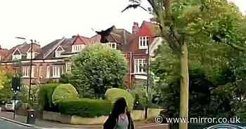 Neighbourhood plagued by violent crow attacks leaving locals living in fear