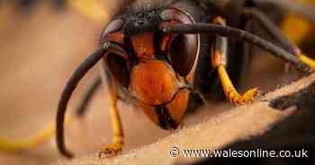 Asian hornets sighted in UK as public urged to act