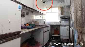 Three-bedroom family home on sale for £65,000 is covered in bird poo after animals move into the dilapidated property