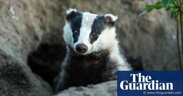Badger culls to continue in England despite lack of scientific evidence