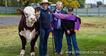 Gunsmoke claims grand champion bull at Dubbo National Poll Hereford sale