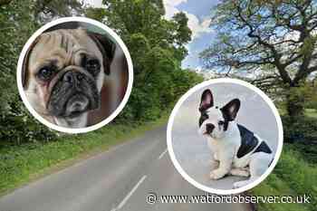 Dogs dumped at Bovingdon roadside by callous van thief
