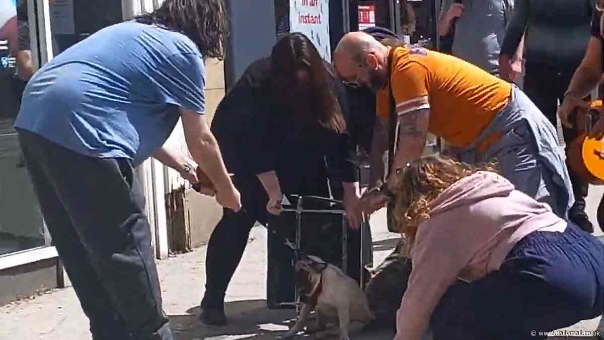Moment crazed dog sinks its teeth into pug and refuses to let go as five bystanders try to fight it off with a chair - as police say animal has NOT been seized