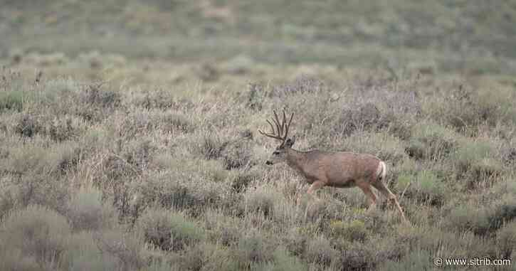 Utah county commissioner and former wildlife official investigated for alleged big game baiting