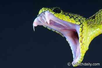 Toxic Insights: Snake Venom Research Breakthrough Using 3D Model of Imitation Blood Vessels