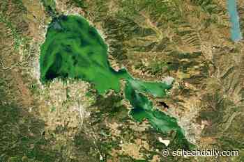 Green Menace: Toxic Algae and Environmental Neglect at California’s Clear Lake