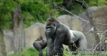 Van bonobo tot levensgevaarlijke gorilla: opmerkelijke ontsnappingen uit Nederlandse dierentuinen