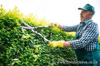 Gardeners warned of 'unlimited fine' or even jail for breaking hedge trimming rule