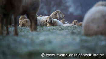Lässt die Schafskälte die Temperaturen beim Wetter in Baden-Württemberg sinken?