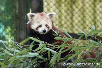 Kleines Wunder im Rostocker Zoo: Ankunft des ersten Roten Panda-Babys