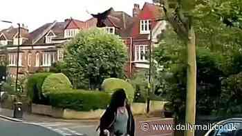 The posh London neighbourhood plagued by violent crow attacks