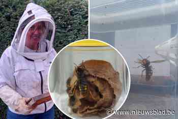 Klein-Brabant vangt massaal koninginnen: 500 Aziatische Hoornaars onschadelijk gemaakt