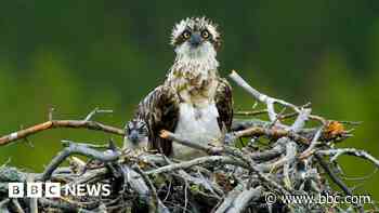 Osprey chick almost knocked from nest by drone