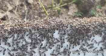 Invasive Ameisen in Kehl: Warum sind sie so schwer zu stoppen?