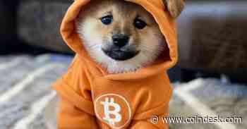 Bitcoin-Based Meme Coin DOG Rockets Toward $1B Market Cap