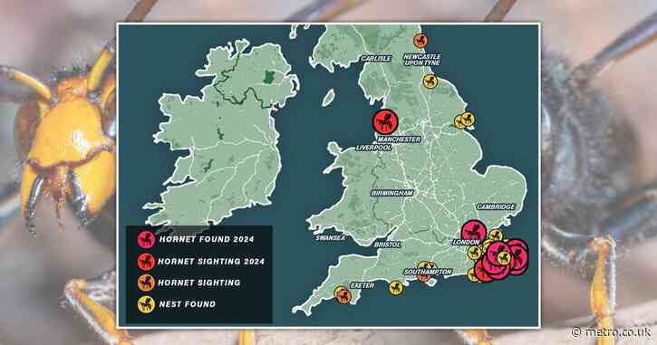 Map shows confirmed Asian hornet sightings in UK after warning they are here to stay