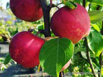 How to prevent pests from damaging apple trees
