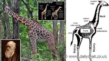 Why do giraffes have long necks? Scientists reveal a fascinating new theory
