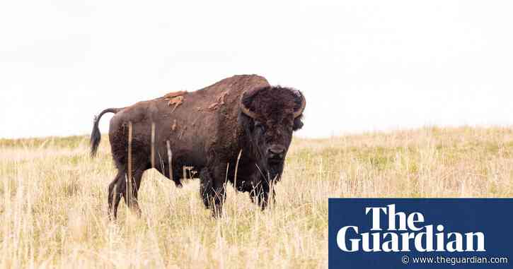Bison gores elderly woman at Wyoming’s Yellowstone national park
