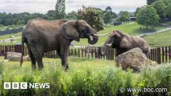 Two new elephants join safari park