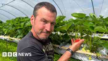 Delayed strawberries may be 'well worth the wait'