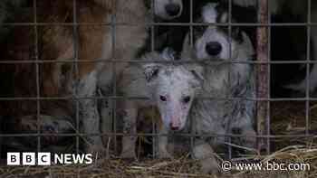 Woman jailed over neglect of 191 dogs