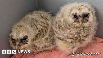 Rescued owls 'better off left in wild' say experts