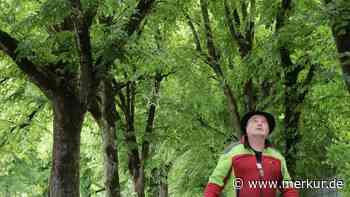 „Verstehe Bäume besser als hochdeutsch“: Baum-Experte Rupert Markreiter und seine Rettungsmission