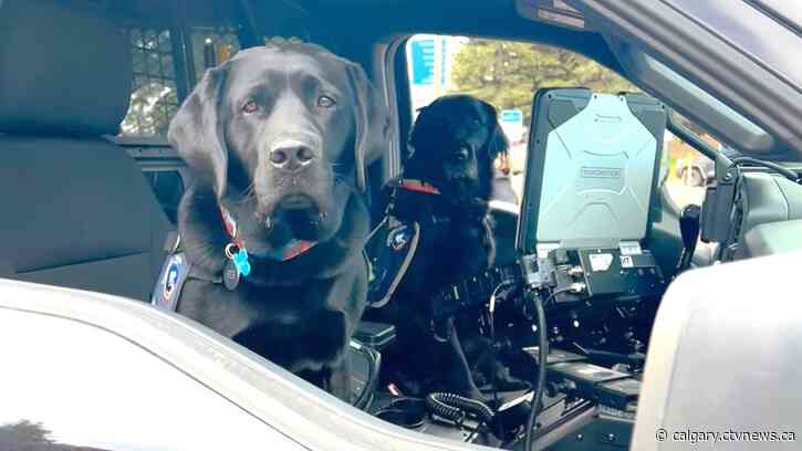 Cruiser the black lab ready to join Lethbridge Police Service