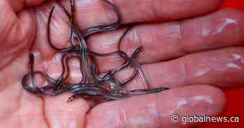 Baby eels worth up to $350K destined for overseas market intercepted in Nova Scotia
