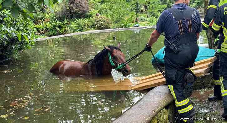 Pferd stürzt in Teich – Feuerwehr Darmstadt hilft in Dreieich