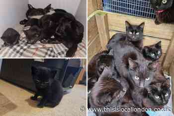 Almost 100 black cats found at abandoned Dartford house