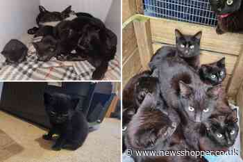 Almost 100 black cats found at abandoned Dartford house