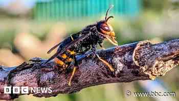Asian hornets survive UK winter for first time, DNA testing shows