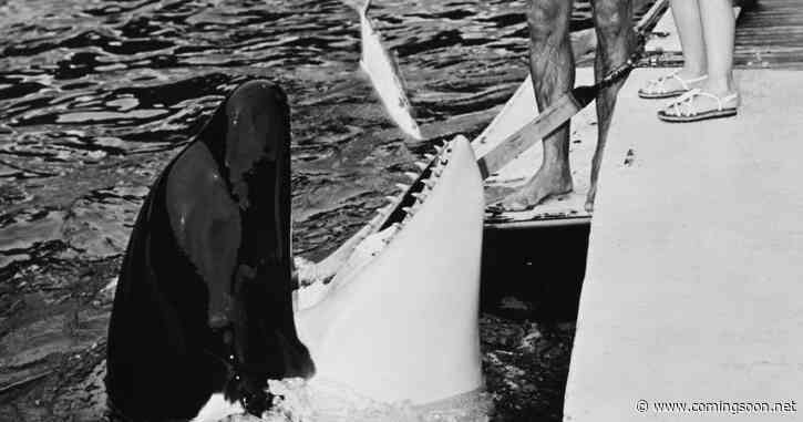 Resident Orca: What Happened to Lolita the Killer Whale?