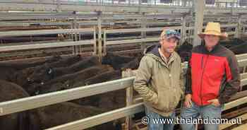 Mud makes all the difference for NSW cattle prices