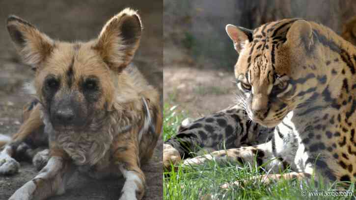Two ABQ BioPark animals euthanized after health issues