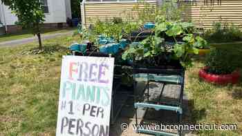 Hartford gardener offering free plants and knowledge to the community