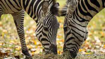 2 zebras shipped to New Brunswick after turf war at Saskatoon zoo