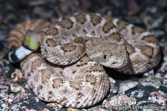 What snakes live in the Albuquerque area?